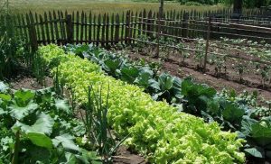 Organic Farming